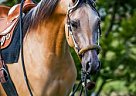 Half Arabian Mare Stla Walking on Sunshine