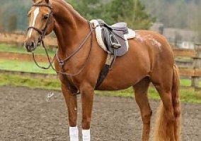 Half Arabian Mare Ms Independent
