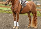 Half Arabian Mare Ms Independent