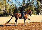 Half Arabian Mare Crimson and Chrome