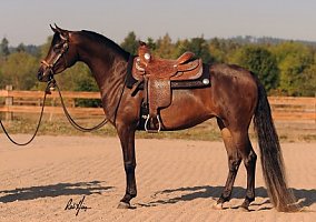 Arabian Western Mare Prada PWA