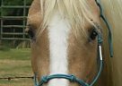 APHA reg. Solid Palomino Filly Paint Mare