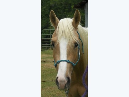 APHA reg. Solid Palomino Filly