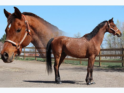Arabian (AHR) Bay Gelding