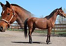 Arabian - Horse for Sale in Fort Collins, CO 80524 Arabian - Horse for Sale in Fort Collins, CO 80524