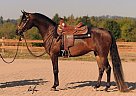 Arabian Western Mare Prada PWA
