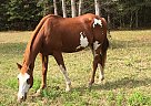 Apache - Gelding in Evadale, TX Apache - Gelding in Evadale, TX