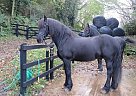Friesian - Horse for Sale in Tuskegee, AL 36083 Friesian - Horse for Sale in Tuskegee, AL 36083
