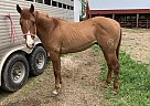 Ozs Teardrop - Stallion in Chamois, MO Ozs Teardrop - Stallion in Chamois, MO