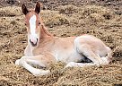 American Cream - Horse for Sale in Sebeka, MN 56477 American Cream - Horse for Sale in Sebeka, MN 56477