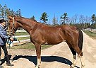 jacob - Gelding in EdenValley, ON jacob - Gelding in EdenValley, ON