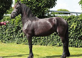 Friesian (Friesian, Mare) in North Johns, AL