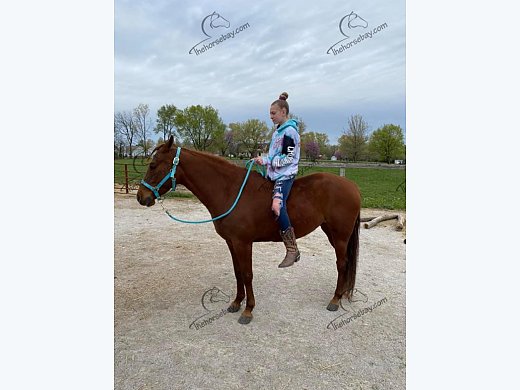 Foxtrotter Show/Trail Mare