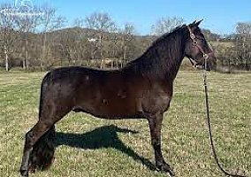 Friesian (Friesian, Mare) in Elizabethtown, PA