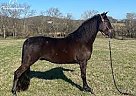 Friesian - Horse for Sale in Elizabethtown, PA 17022