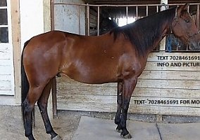 Quarter Horse (Quarter Horse, Gelding) in Jacksonville, FL