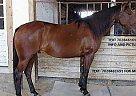 Quarter Horse - Horse for Sale in Jacksonville, FL 32204