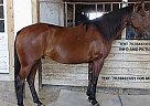 Quarter Horse - Horse for Sale in Jacksonville, FL 32204 Quarter Horse - Horse for Sale in Jacksonville, FL 32204