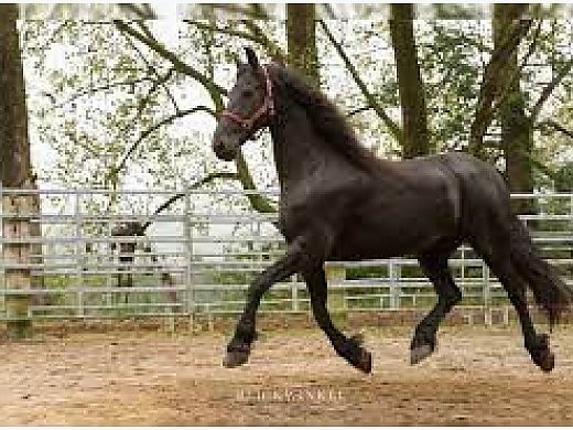 Home Train Black Friesian Mare