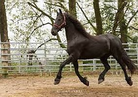 Friesian (Friesian, Mare) in Guntersville, AL