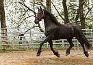 Friesian - Horse for Sale in Guntersville, AL 35976