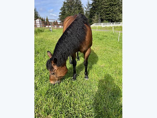 Horse for Sale