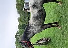 Appaloosa - Horse for Sale in Buchanan, MI 49107