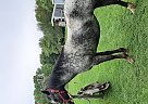 Appaloosa - Horse for Sale in Buchanan, MI 49107 Appaloosa - Horse for Sale in Buchanan, MI 49107