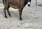 Donkey - Horse for Sale in Montgomery, TX 77316 Donkey - Horse for Sale in Montgomery, TX 77316