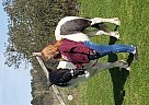 Paint Gelding Oreo