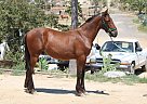 Andalusian - Horse for Sale in Canyon Country, CA 91387