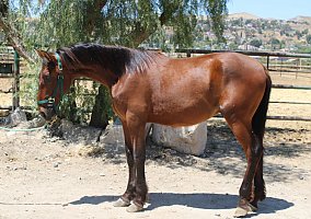 Andalusian / PRE (Andalusian / PRE, Stallion) in Canyon Country, CA