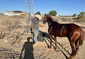 Quarter Horse (Quarter Horse, Mare) in Tonopah, AZ