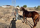 Quarter Horse - Horse for Sale in Tonopah, AZ 85354