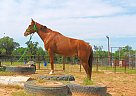 Quarter Pony - Horse for Sale in New Summerfield, TX 75780 Quarter Pony - Horse for Sale in New Summerfield, TX 75780