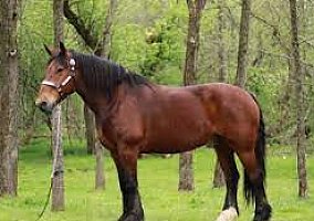 Quarter Horse
