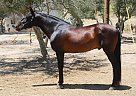 Andalusian - Horse for Sale in Canyon Country, CA 91351