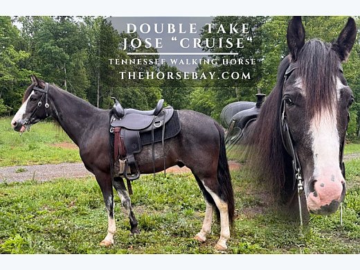 Roan Tennessee Walker