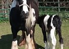 Gypsy Vanner Stallion for Sale in Plymouth, Wisconsin Gypsy Vanner Stallion for Sale in Plymouth, Wisconsin