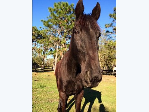 Thirteen Year old, 17 Hand Gorgeous Dark Brown Male, Very shy and but Sweet, gre