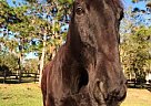 Tennessee Walking - Horse for Sale in Bradenton, FL 34211 Tennessee Walking - Horse for Sale in Bradenton, FL 34211