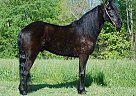 Chicago - Gelding in Mount Vernon, KY Chicago - Gelding in Mount Vernon, KY