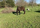 Tennessee Walking - Horse for Sale in Indianapolis, IN 46221 Tennessee Walking - Horse for Sale in Indianapolis, IN 46221