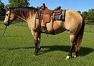 Quarter Horse - Horse for Sale in Walkerton, IN 46574