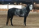 Hunter Quarter Horse Gelding