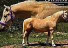 Paint - Horse for Sale in Fort Collins, CO 80524