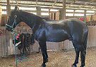 Tennessee Walking - Horse for Sale in Avoca, MI 48008