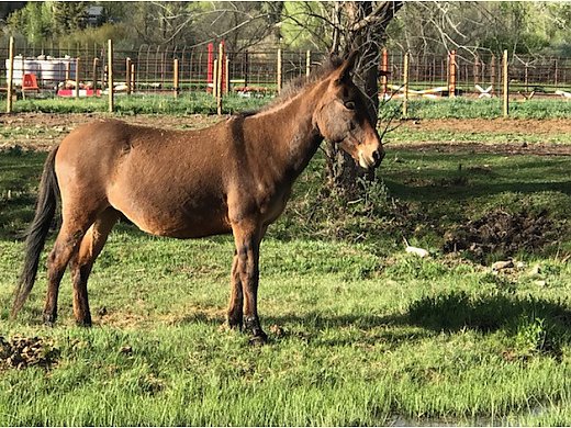 3 Mules for Sale