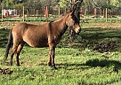 Mule - Horse for Sale in Marble, CO 81623