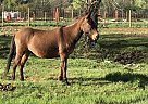 Mule - Horse for Sale in Marble, CO 81623 Mule - Horse for Sale in Marble, CO 81623